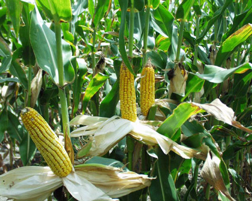 mısır-tarlası – Kolza Üreticileri Birliği